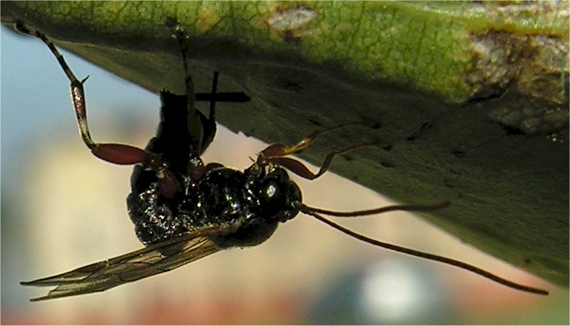 larve di lepidottero defoliatore: Clostera anastomosis